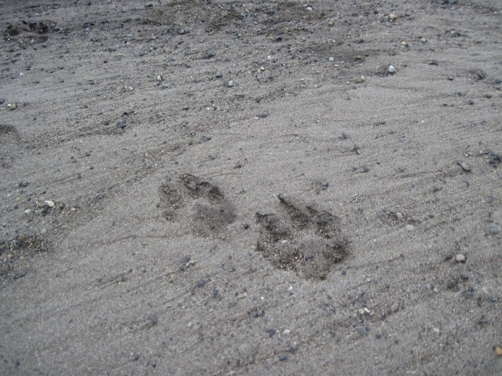 wolf tracks.jpg