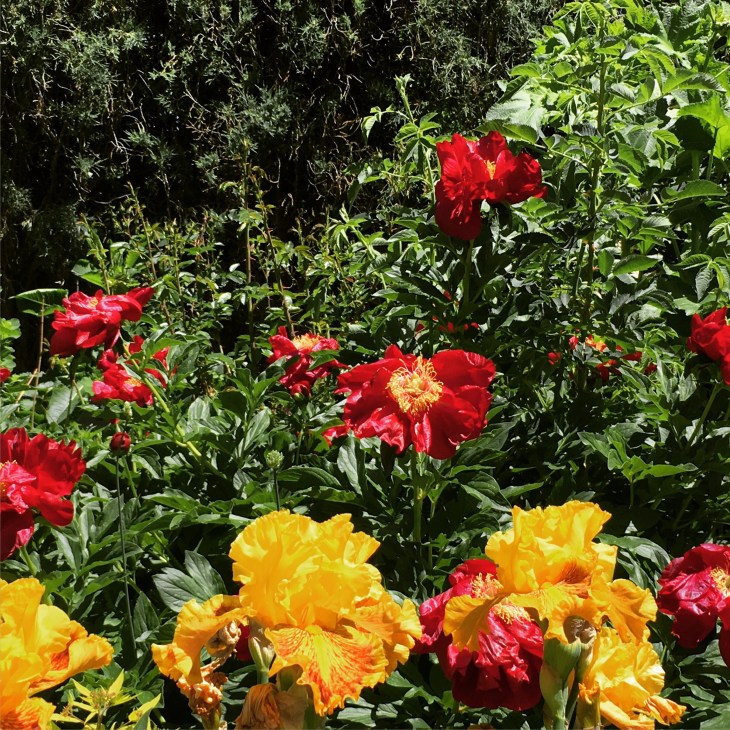 Denver Botanic Gardens.jpg