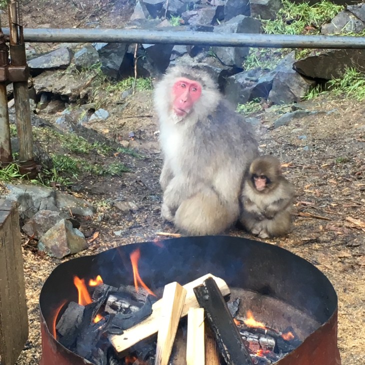 Snow Monkey with baby